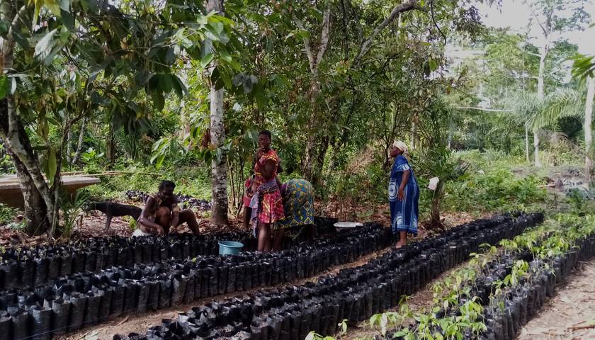 img-les-arbres-sont-les-allies-des-productrices-et-producteurs-de-cacao
