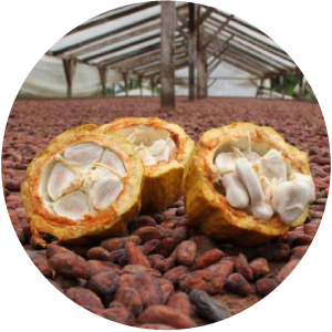 mise-en-avant-article-déforestation-cacao.png