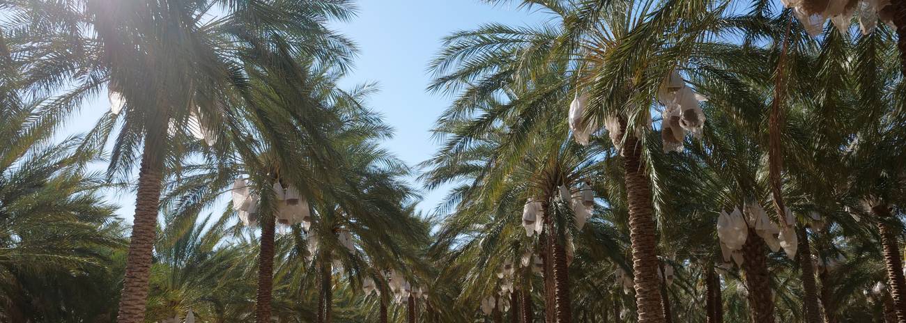 Filière dattes Deglet Nour en Tunisie (Boudjebel VACPA)