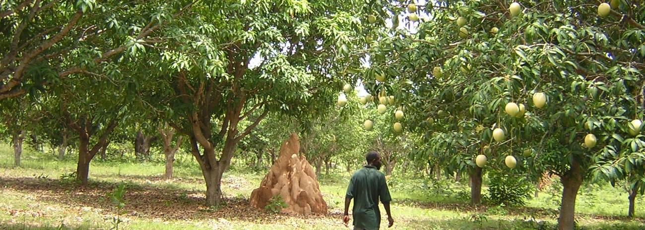 Filière mangues séchées au Burkina Faso (GEBANA)