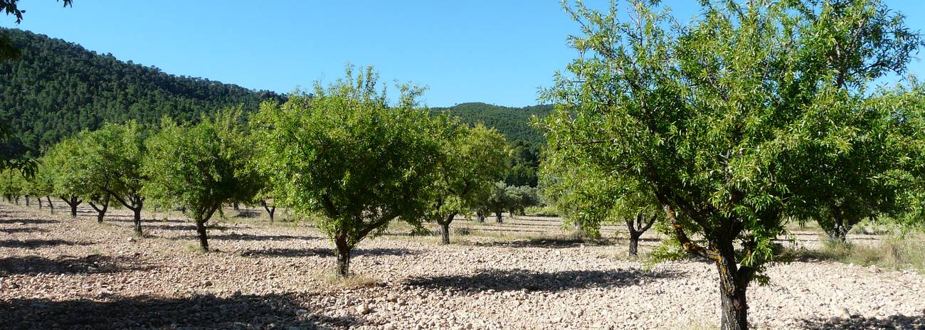 Filières amandes en Espagne (BIOCOMERCIO)